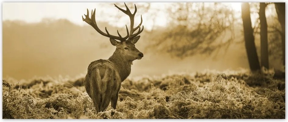 Fotótapéta flizelina 250x104 Szépia szarvas
