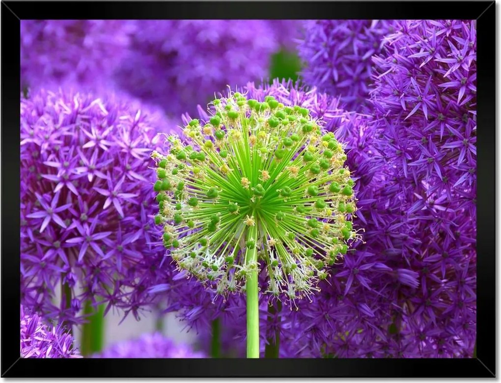 Poszterek keretben 40x30 Zöld virág