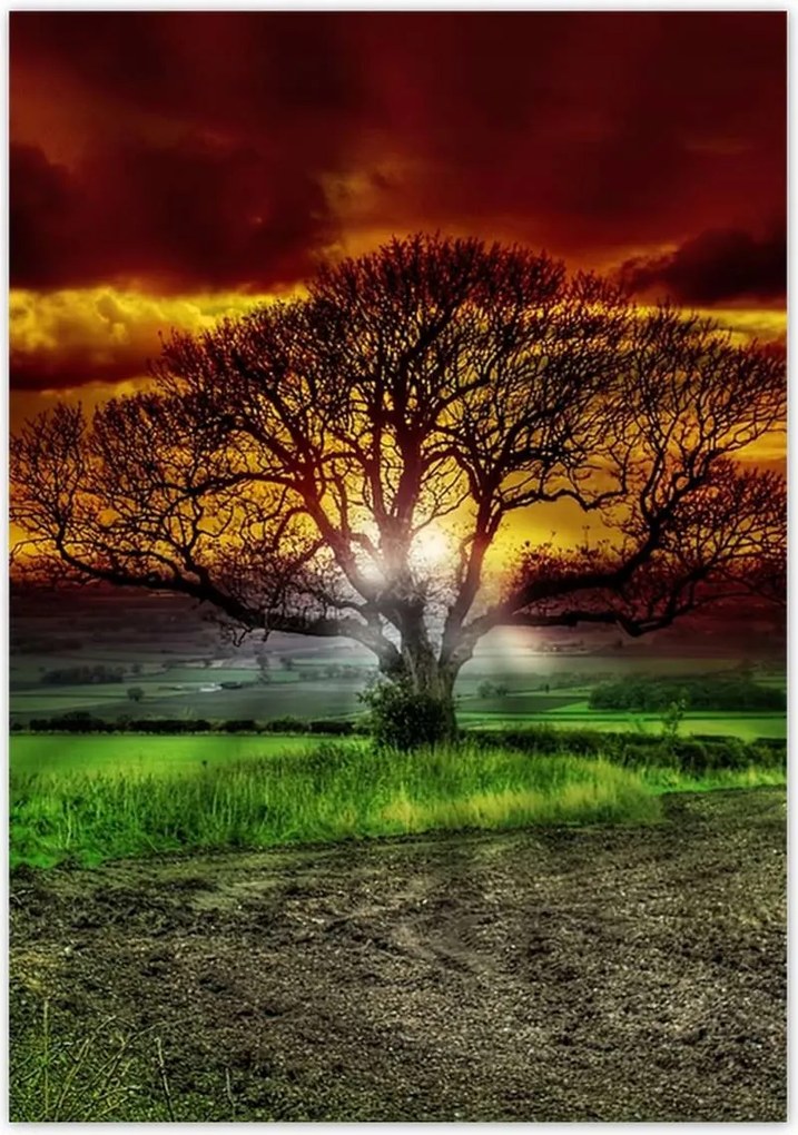 Poszterek 70x100 Varázslatos fa tájkép