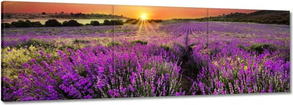 Vászonkép 120x40 Levendula rét