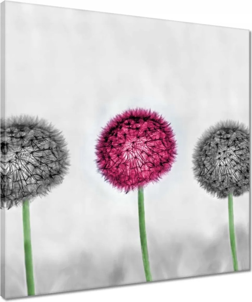 Vászonkép 50x50 Rózsaszín pitypang virág