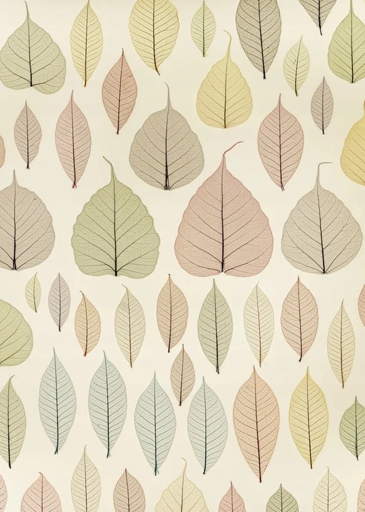 Poszter 50x70cm Csontváz levelek, Assaf Frank