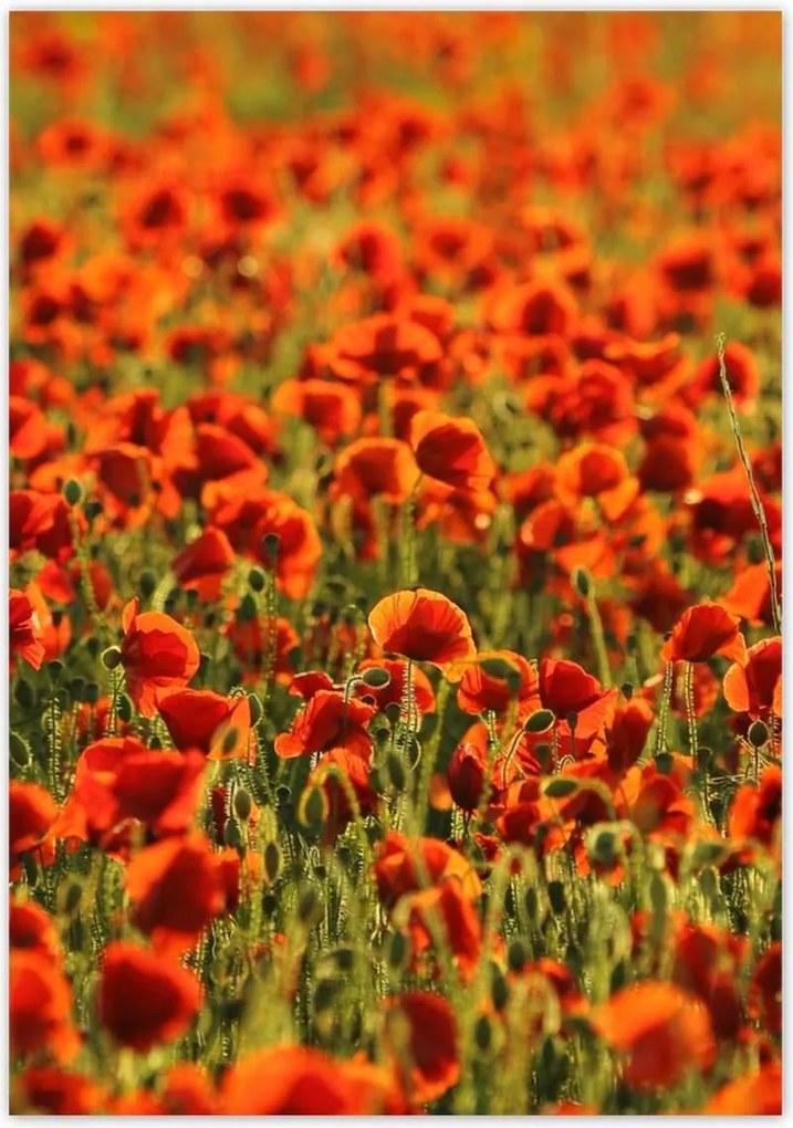 Poszterek 70x100 Pipacsok rétje