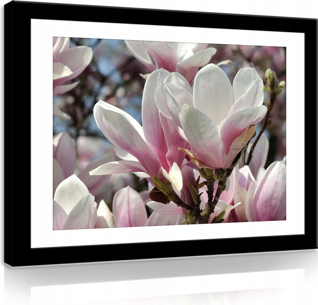 Vászonkép 80x60 Magnólia virágok tavasz rózsaszín fehér természet frissesség