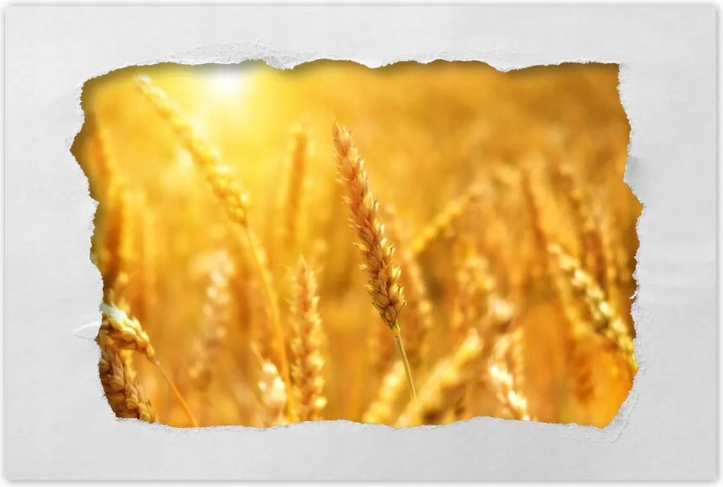 Poszterek 120x80 Gabona érik a napfényben