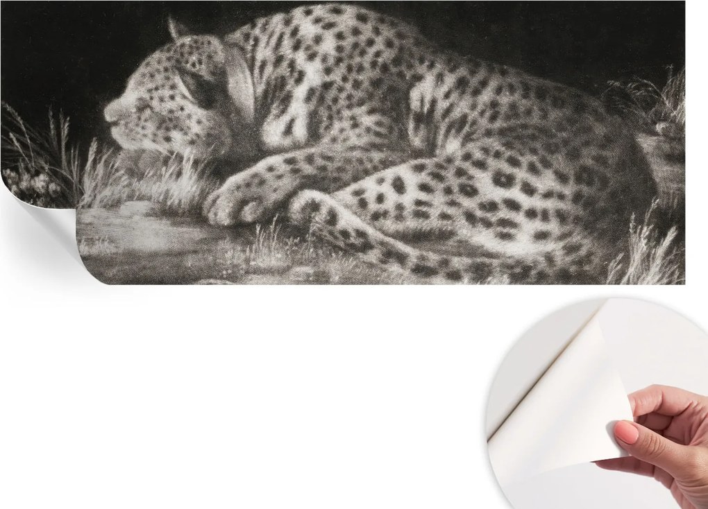 Öntapadós Dekoratív Fotótapéta Hálószoba Leopárd Pihenő 250x104