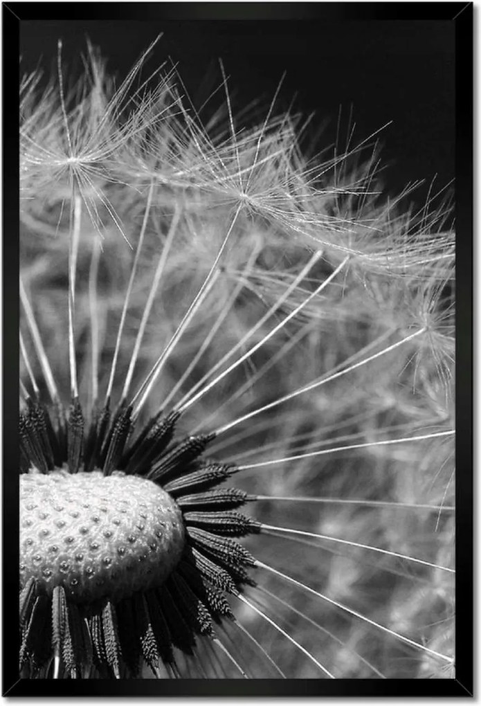 Poszterek keretben 40x60 Pitypang Virág Virágok