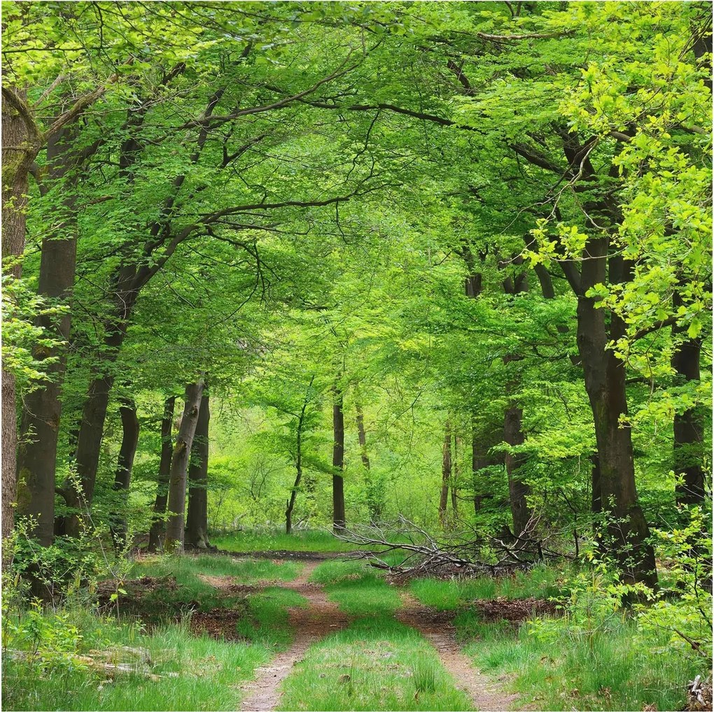 Flizelin tapéta Flizelin Fali Prémium Erdei ösvény 250x250 Ragasztó