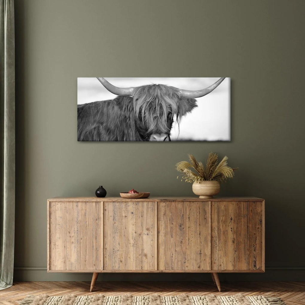Kép - Skót tehén 2, fekete-fehér (120x50 cm)