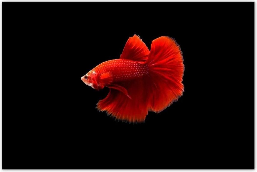 Poszterek 120x80 Piros harcos hal