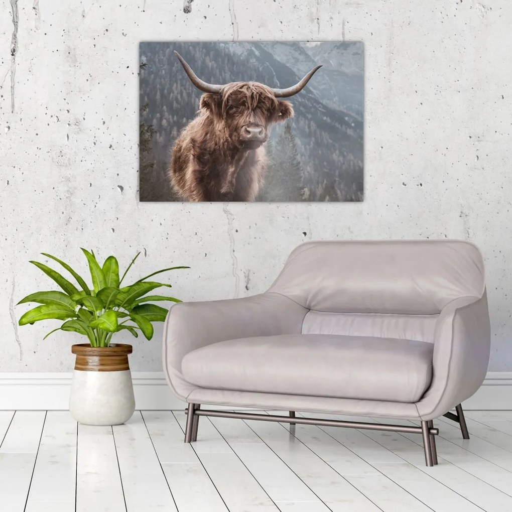 Kép - Highlander tehén (70x50 cm)