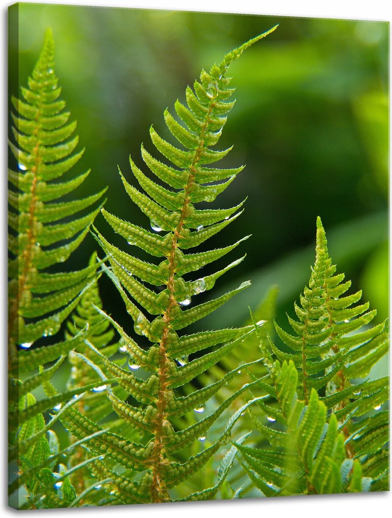 Botanika Páfrány harmattal vászonkép 30x40 cm