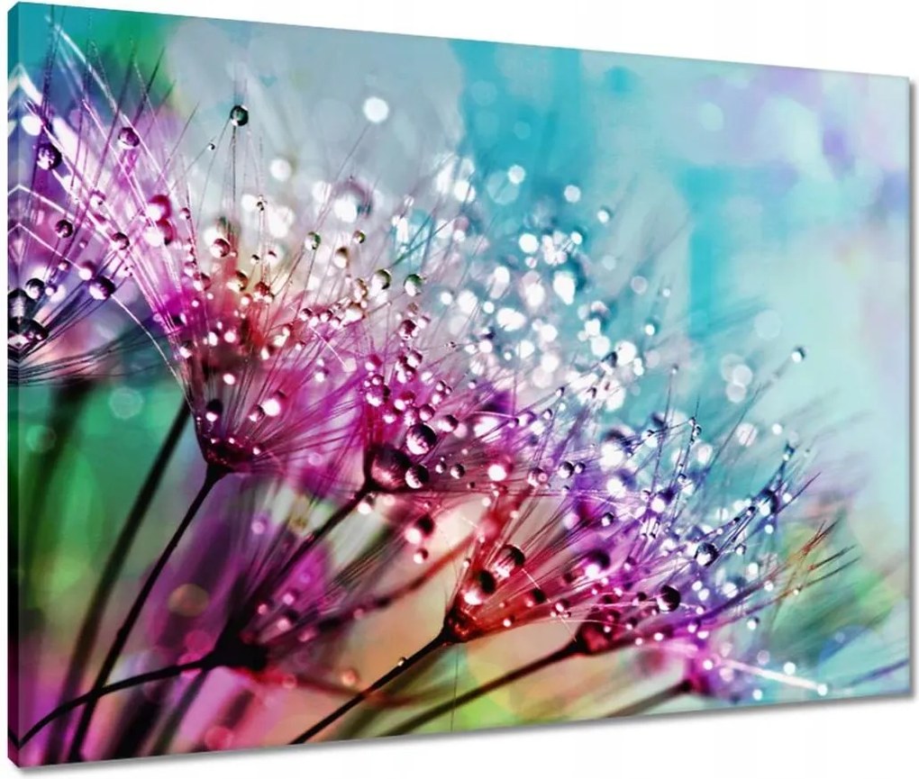 Vászonkép 80x60 Harmatcseppek Pitypang