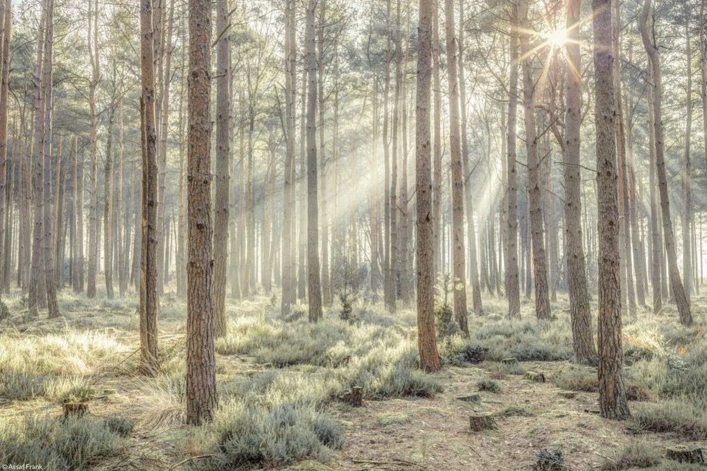 Poszter 30x20cm Ködös erdő napsugarakkal, Assaf Frank