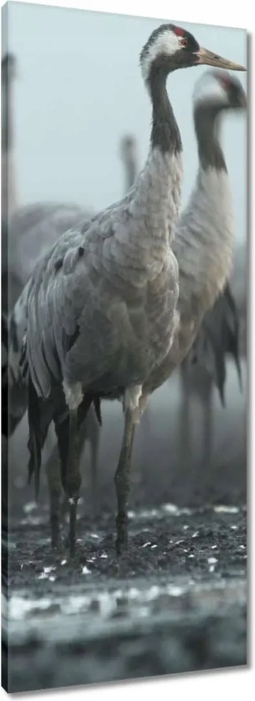 Vászonkép 40x100 Darvak a ködben