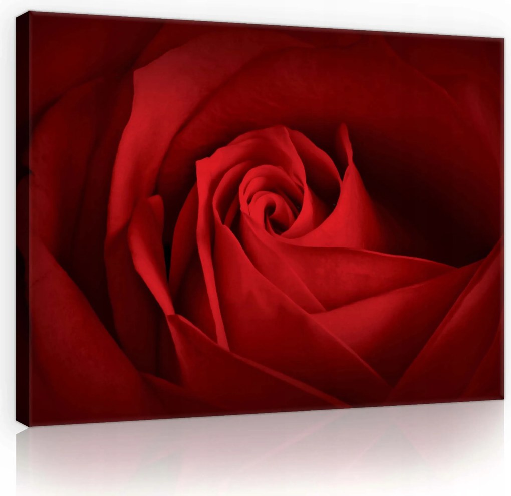 Vászonkép 70x50 Bársonyos gyönyör Hiperrealisztikus rózsa akcentus a belső térben