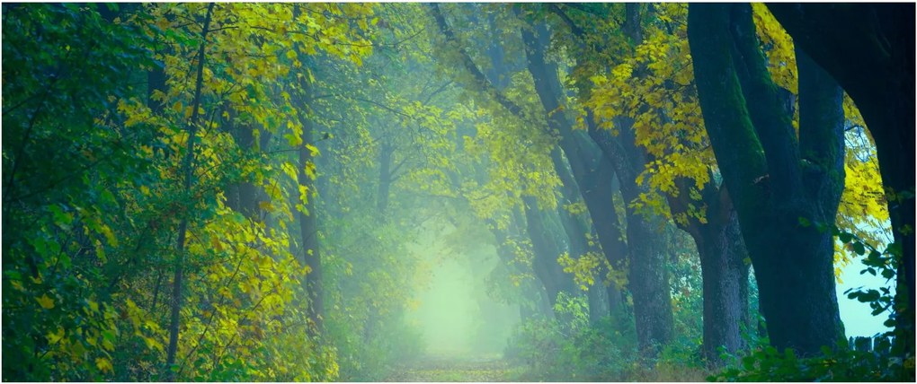 Fákkal szegélyezett út képe (120x50 cm)