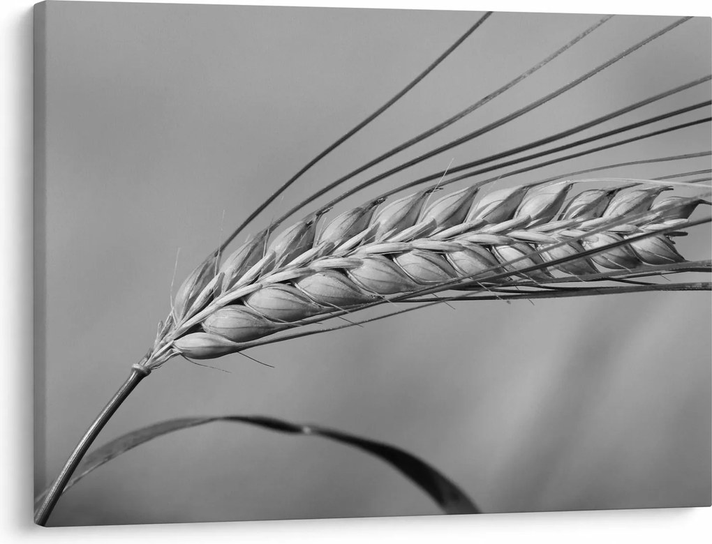Kép - Búza, fekete-fehér (70x50 cm)