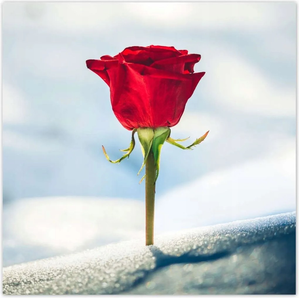 Poszterek 140x140 Rózsa Virág Virágok Rózsa