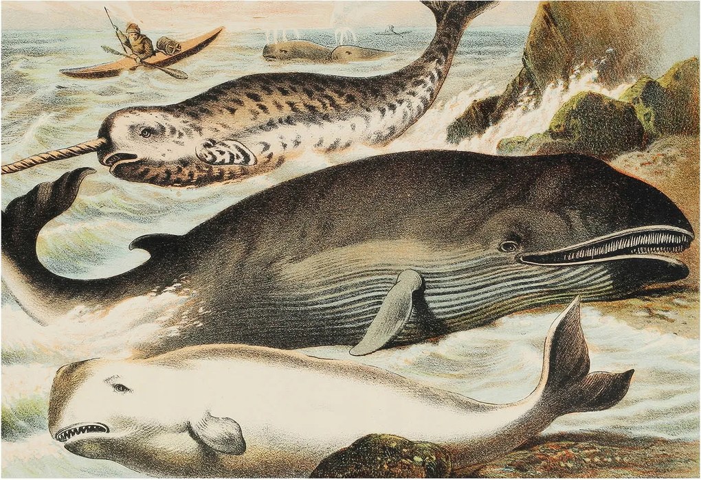 Fali fotótapéta Flizelin a szobába Tengeri óriások 152x104 Ragasztó