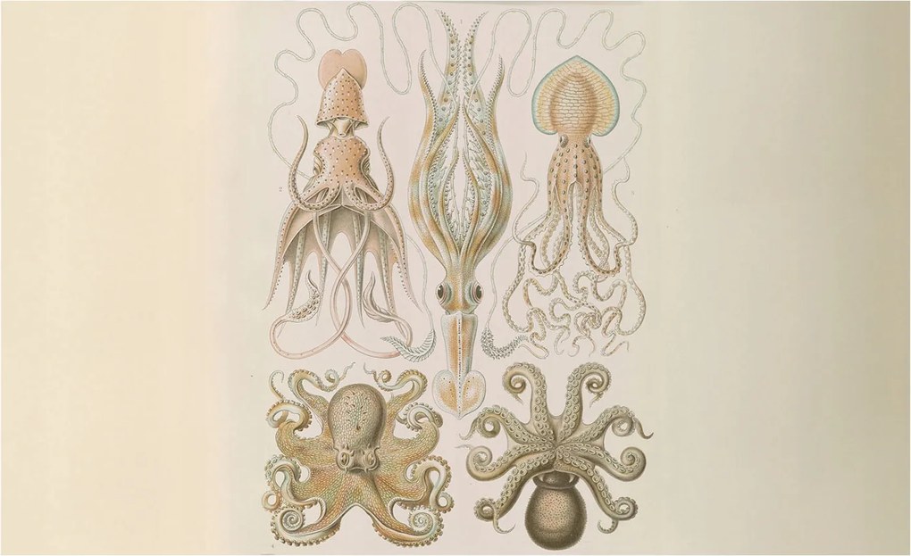 Fotótapéta Flizelin Dekoratív Hálószoba Tengeri élet 416x254 Ragasztó