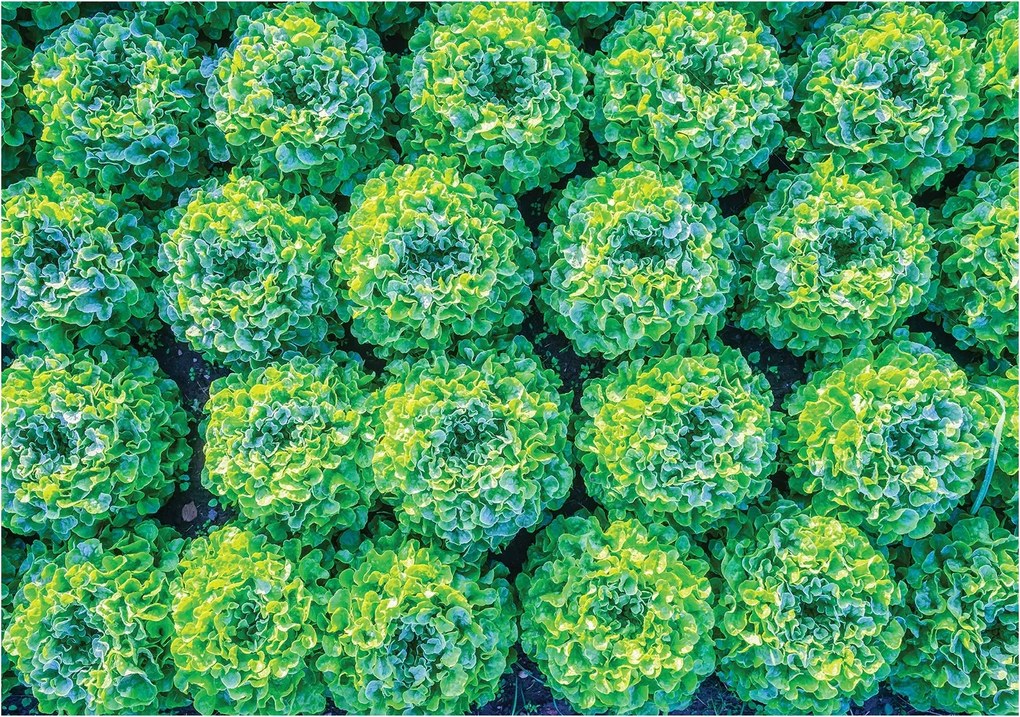 Fotótapéta Lakksaláta Frissesség és Természet 300x210 a bolt konyhájába +ragasztó