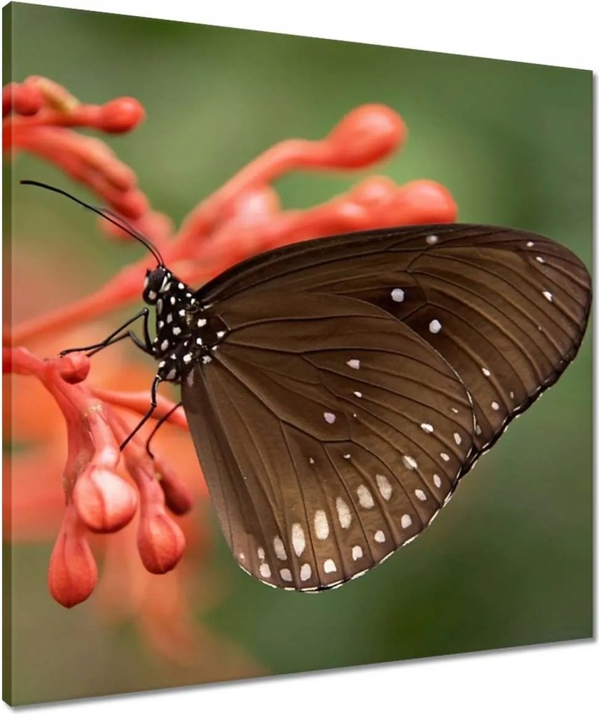 Vászonkép 60x60 Barna pillangó