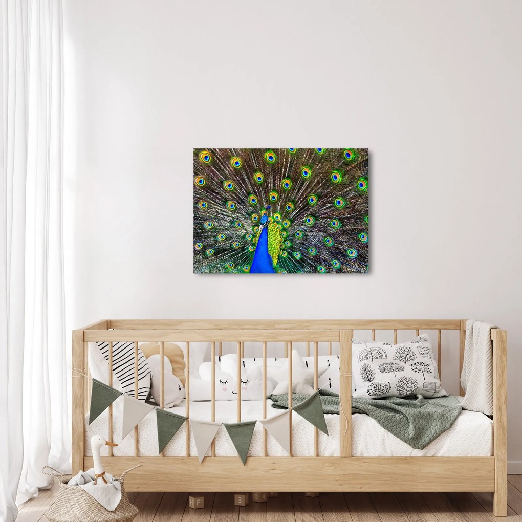 Kép - Páva (70x50 cm)