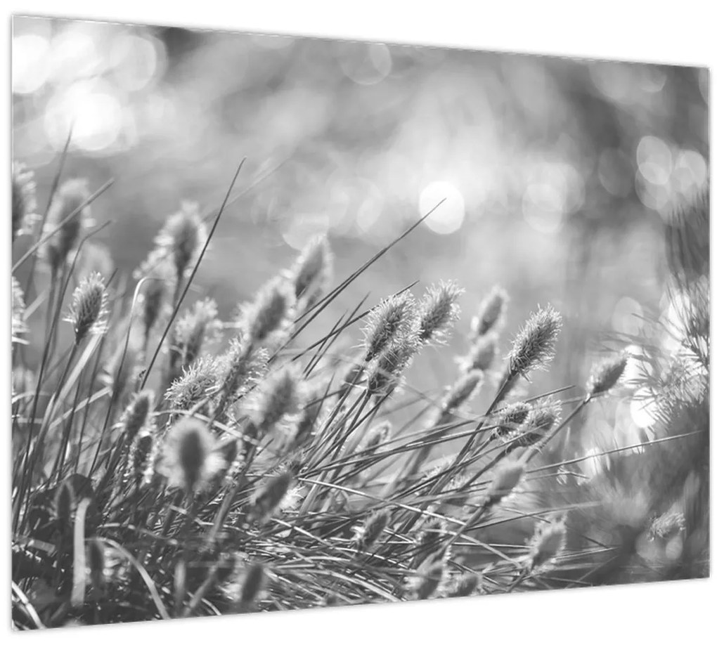 Kép - Bézs színű puha fű N⁰1 (70x50 cm)