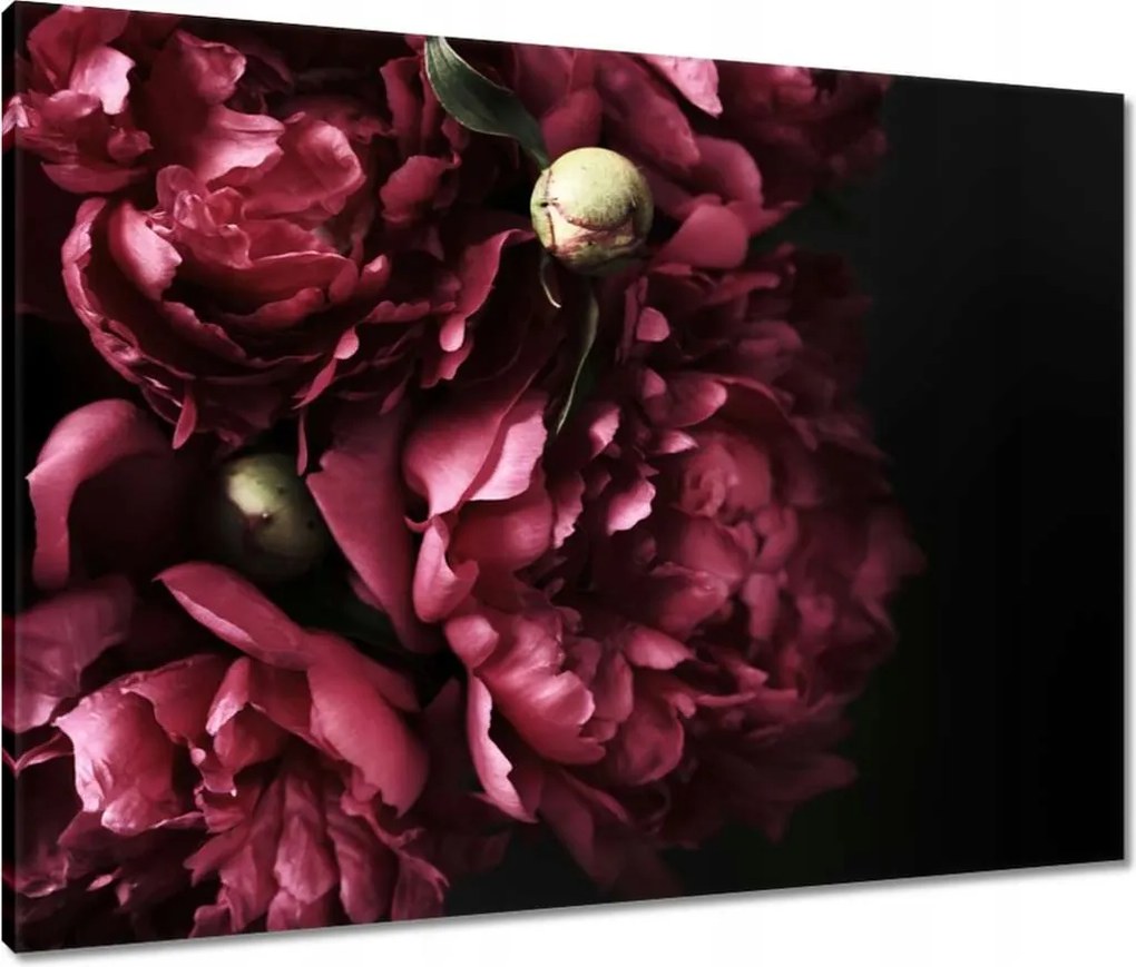 Vászonkép 80x60 Gyönyörű lila bazsarózsa