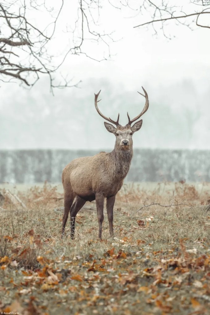 Poszter 20x30cm Szarvas az erdőben, Assaf Frank