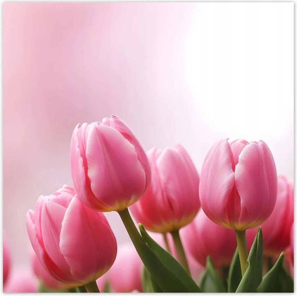 Poszterek 140x140 Rózsaszín tulipánok