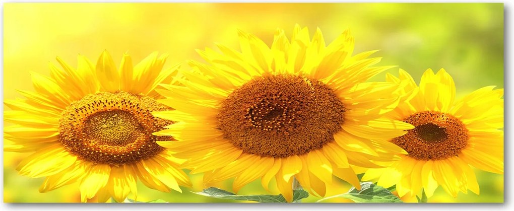 Modern üvegpanel a konyhába Napraforgók XXL