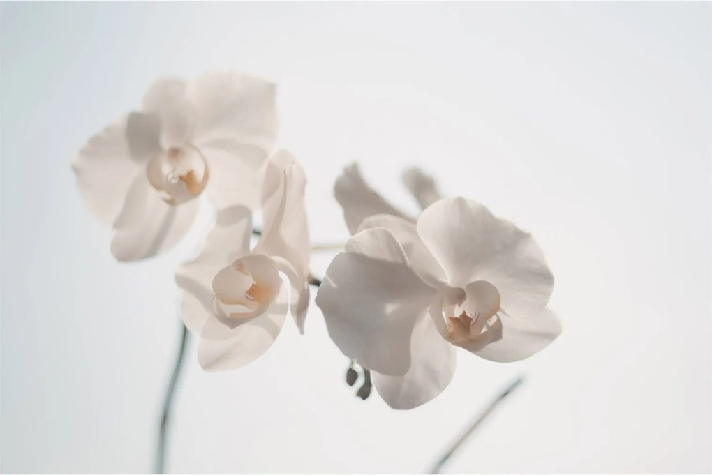 Fehér orchidea képe (90x60 cm)