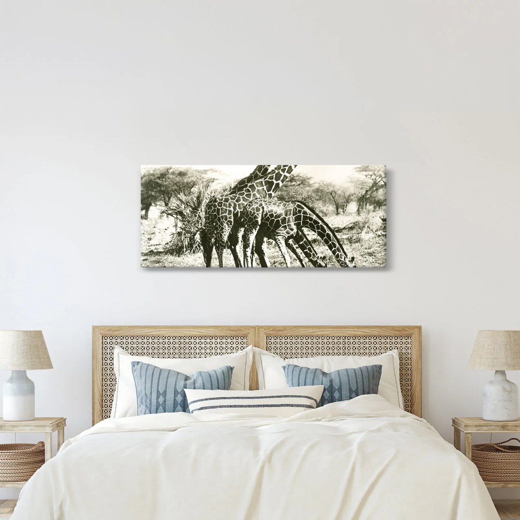 Kép - Zsiráfok, vintage (120x50 cm)