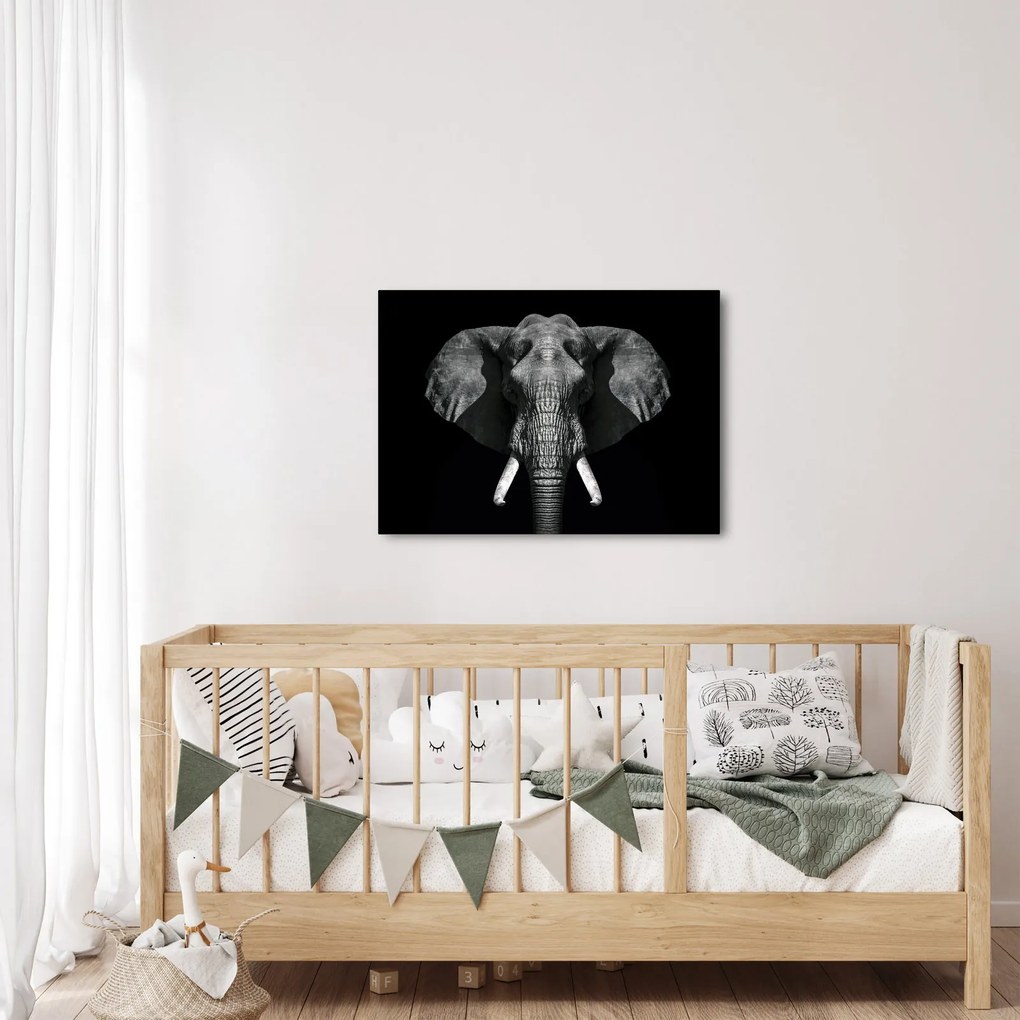 Kép - Elefánt fekete háttérrel (70x50 cm)