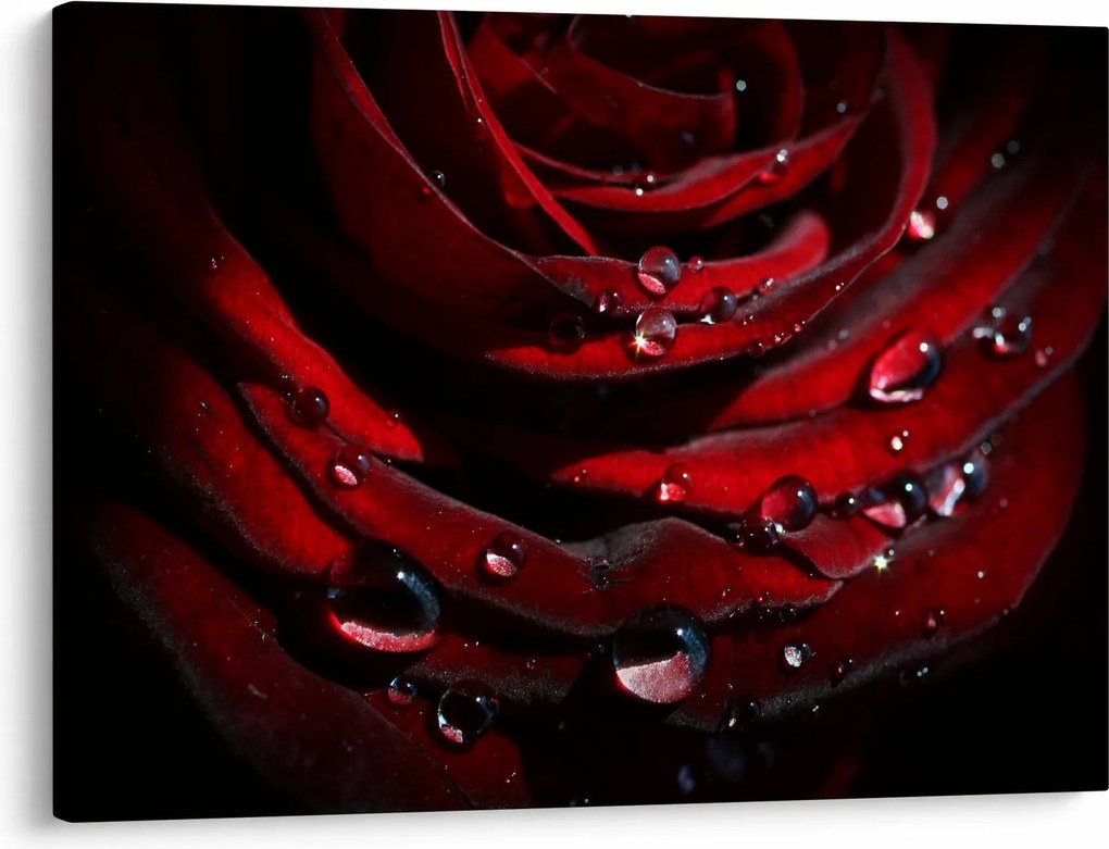 Kép - Rózsa részlete (70x50 cm)