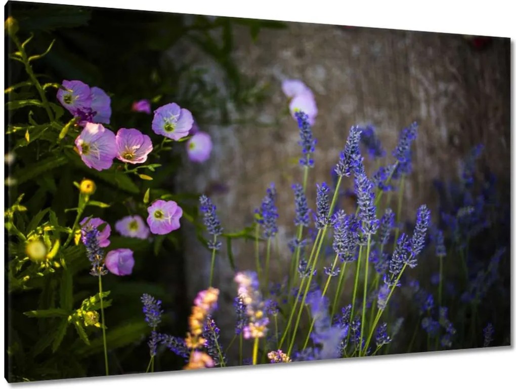 Festmények 120x80 Levendula