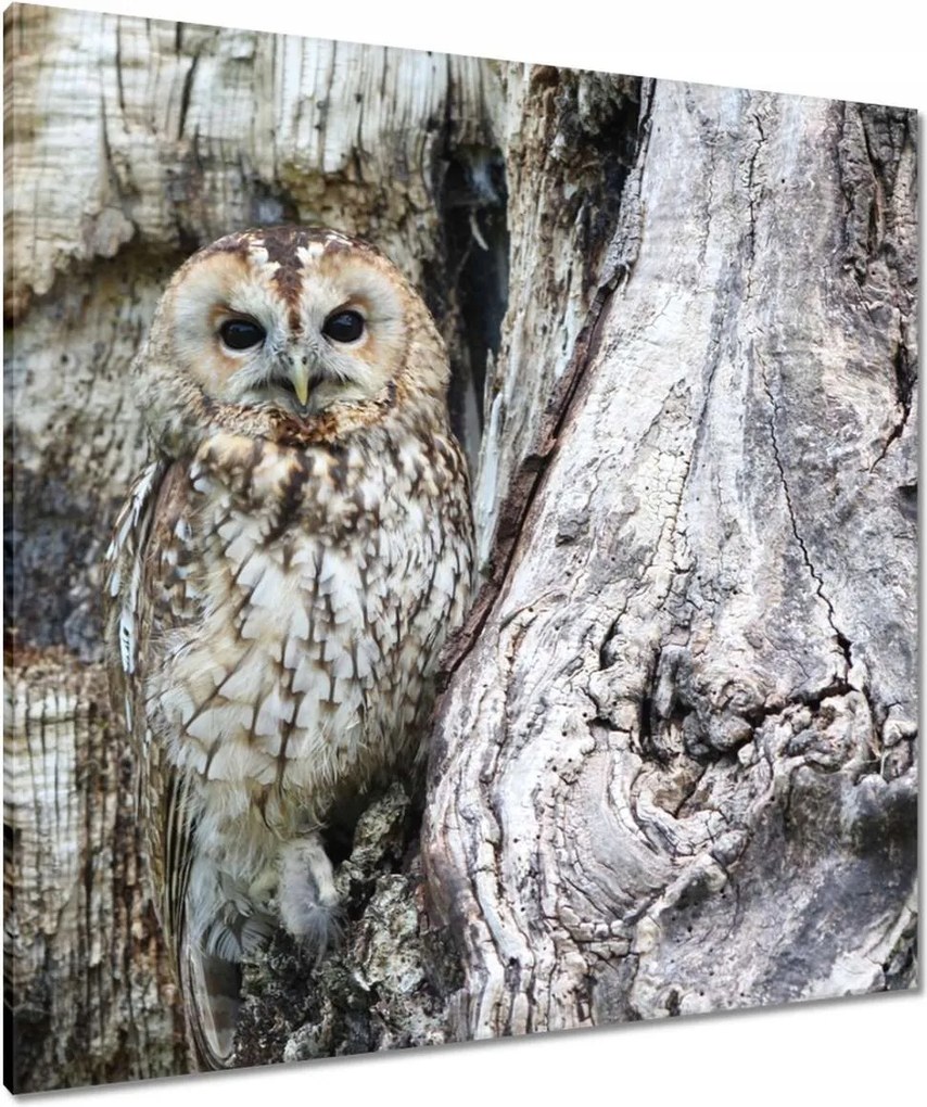 Vászonkép 90x90 Bagoly a természetben Fa