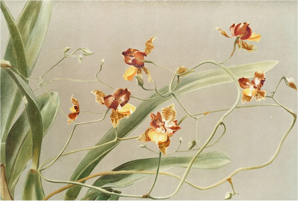 Dekoratív fotótapéta Hálószobába Klasszikus orchideák 104x70