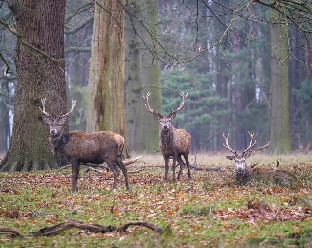 Poszter 76x60,5cm Szarvasok az erdőben, Assaf Frank