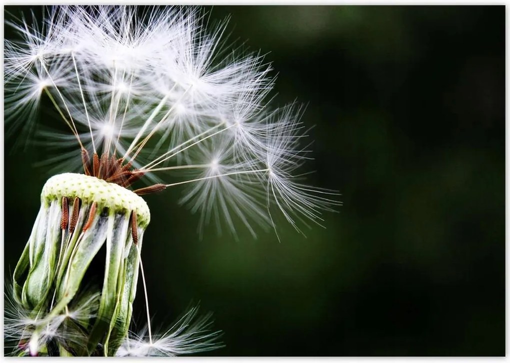 Poszterek 100x70 Pitypang Virág Virágok