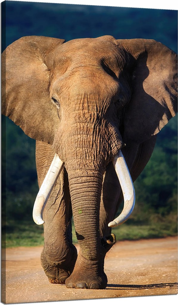 Vászonkép Nagy Elefánt Állat Természet 70x120 cm