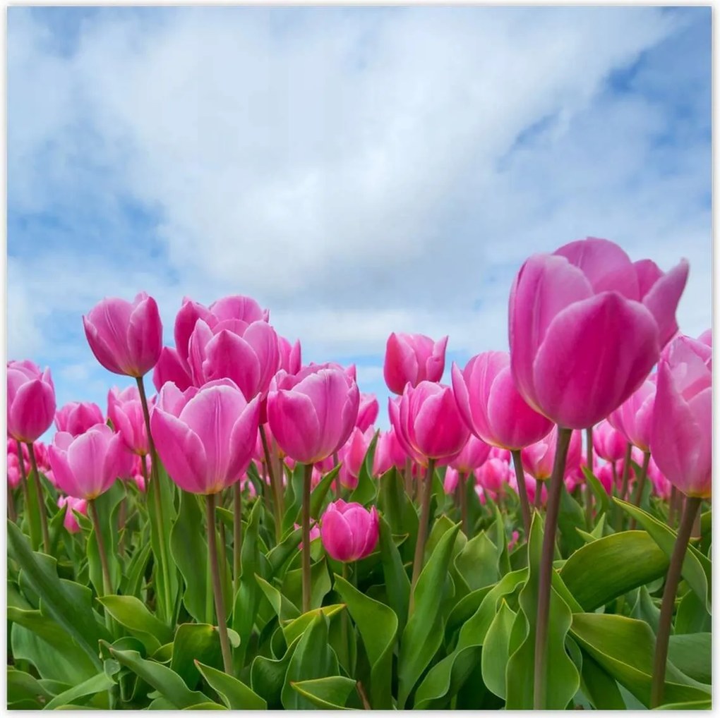 Poszterek 100x100 Tulipánok Virágok