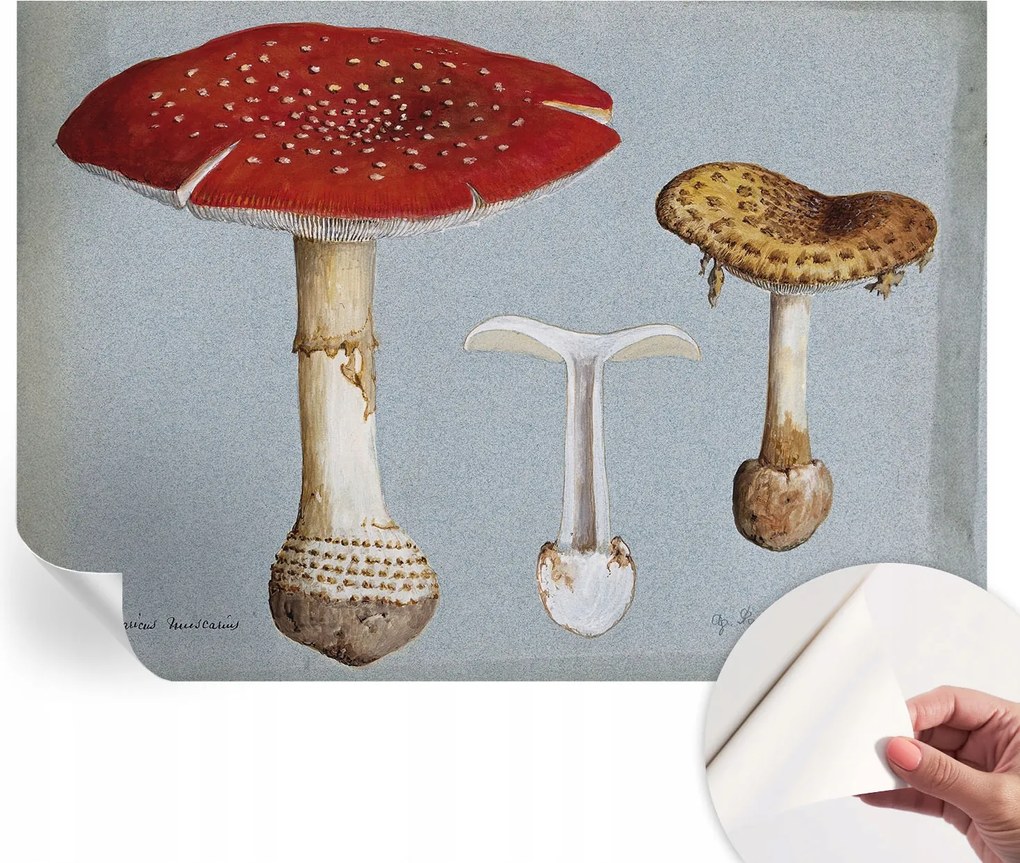 Modern öntapadós fali fotótapéta Gomba metszetek 208x146 cm