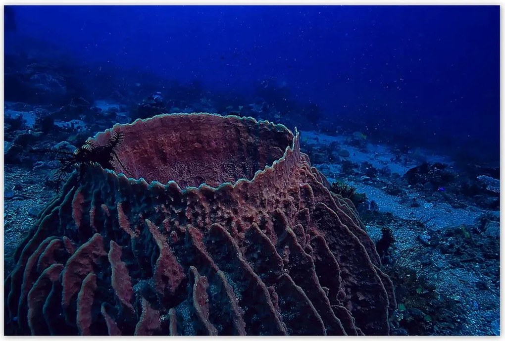 Poszterek 120x80 Víz alatti tengeri élet