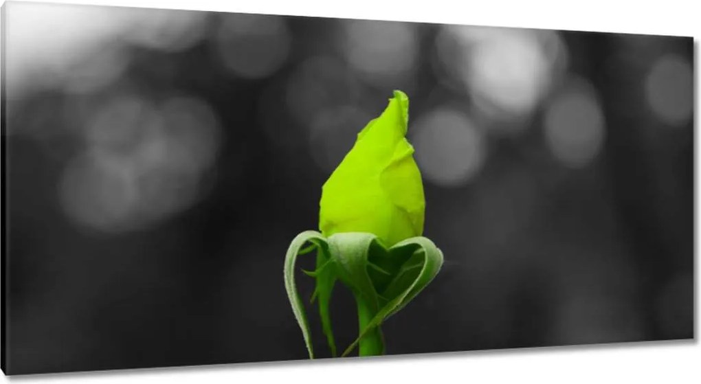 Vászonkép 115x55 Lime rózsa