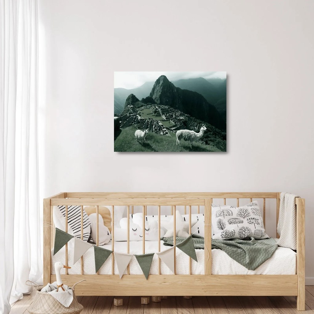 Üveg kép - Lámák a perui Machu Picchunál (70x50 cm)