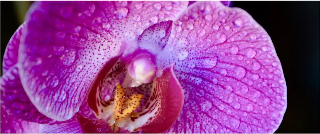 Részletes kép az orchidea virágról (120x50 cm)