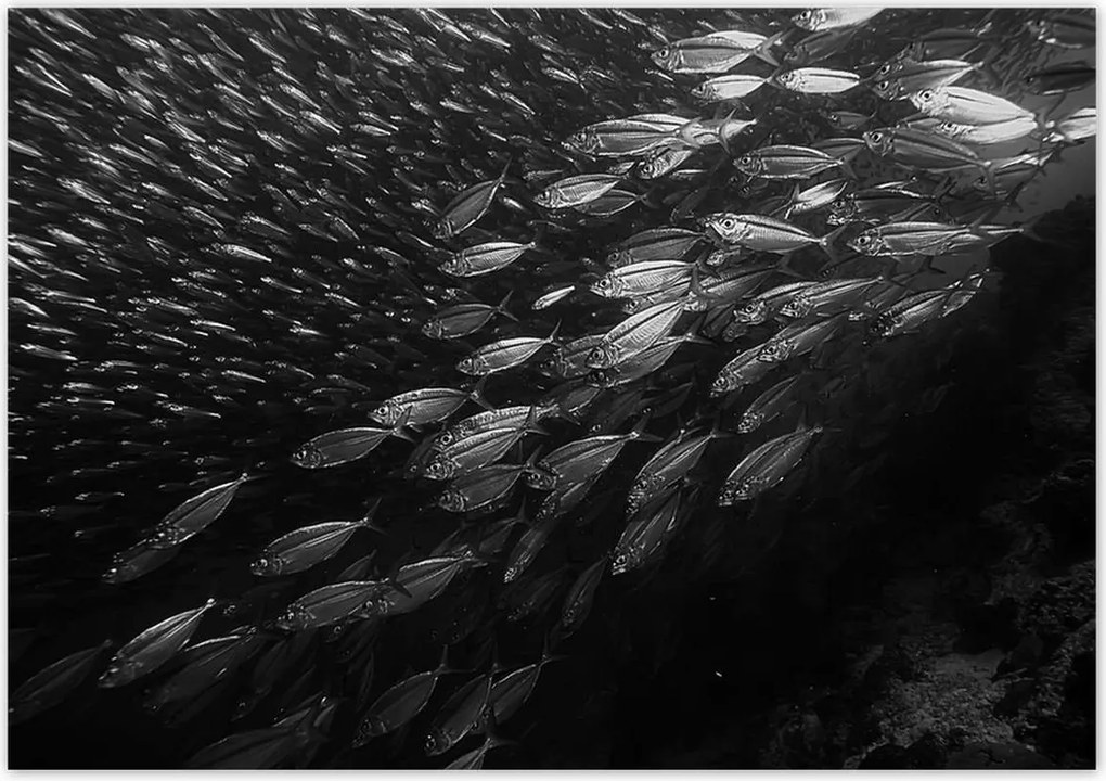 Poszterek 100x70 Nagy halak a tengerben